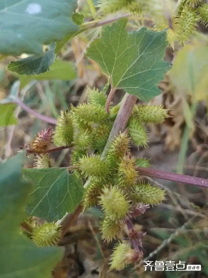身边的中药|苍耳子