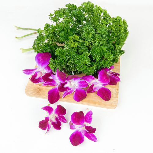 250g兰花新鲜摆盘西餐酒店花草组合荷兰杨兰花其它