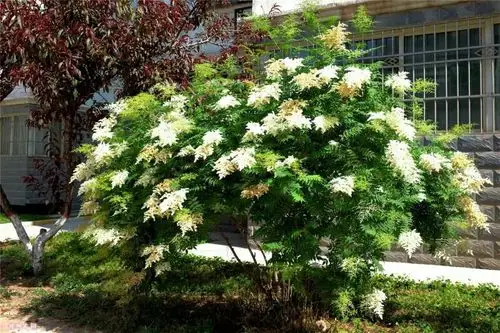 北方城市园林绿化工程常用树种(灌木及小乔木部分)