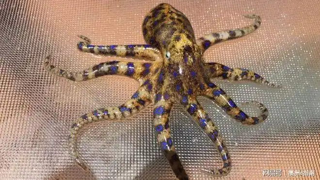 独家在悉尼的海滩上发现致命蓝环章鱼
