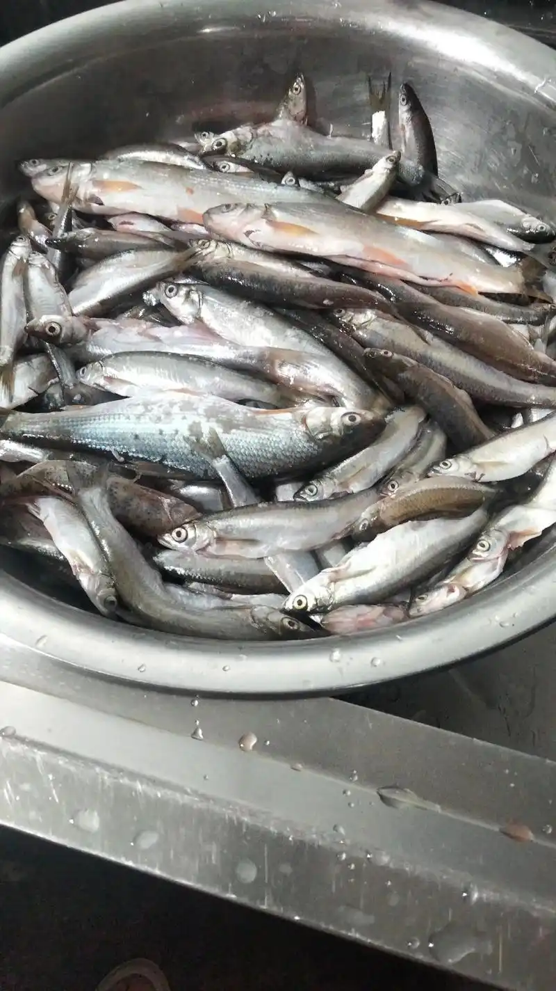 好新鲜,好漂亮的明山水库野生小鱼#刁子鱼 ′ - 抖音