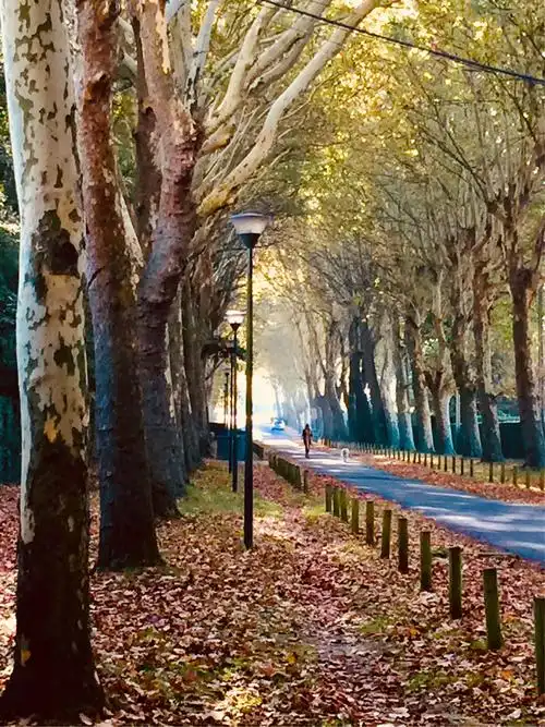 法国之秋天—【梧桐树】