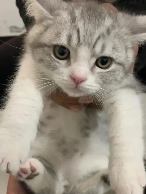 大家帮我看看这个猫咪是不是美短加白起司猫,品相咋样值1000吗#美短加