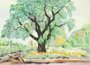 手绘成都最美行道树系列皂角树