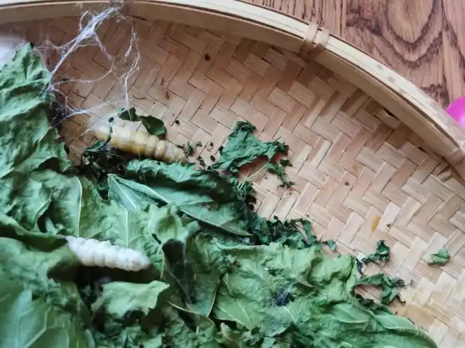 现在的蚕宝是怎么了