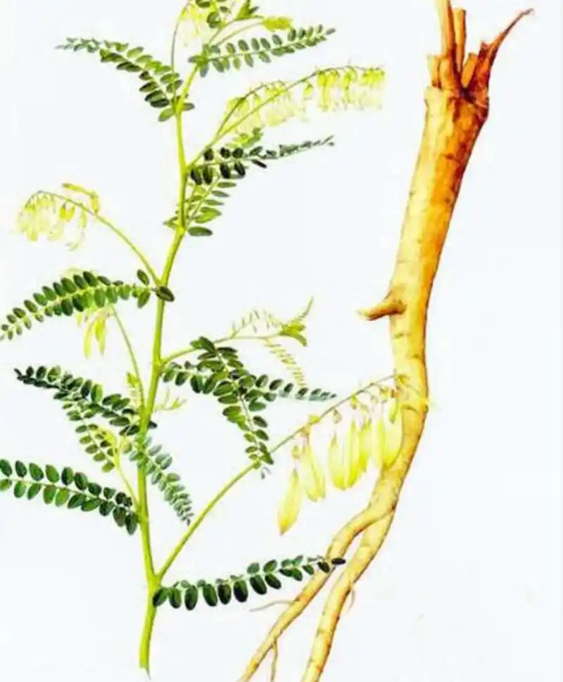 黄芪适合什么样的人吃?