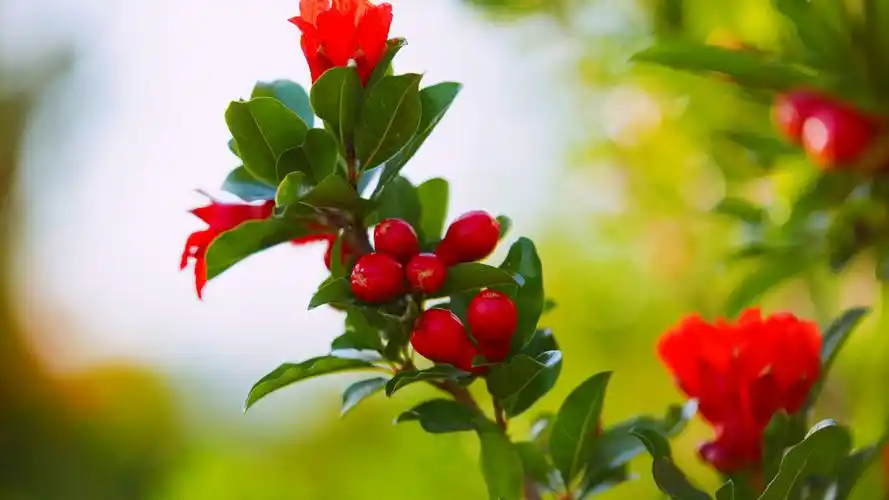 石榴花像什么古诗词比喻(翦碎红绡却作团)