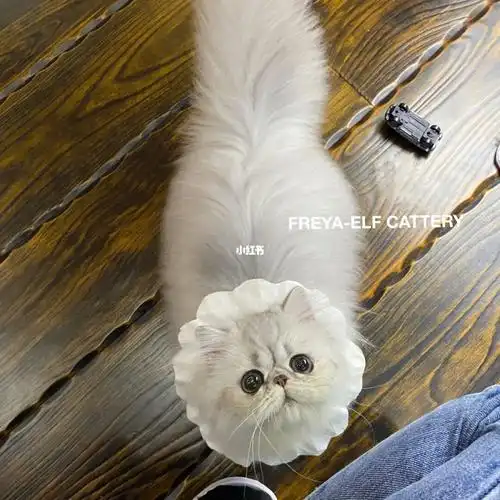 金吉拉银色波斯