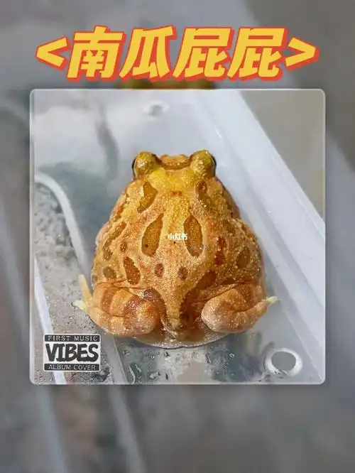 南瓜99角蛙特性