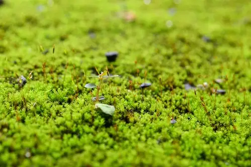 苔藓|摄影|静物|木易十三香 - 原创作品 - 站酷 (zcool)