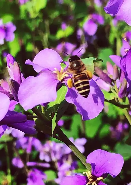 春天,那些蜂·花写意的瞬间