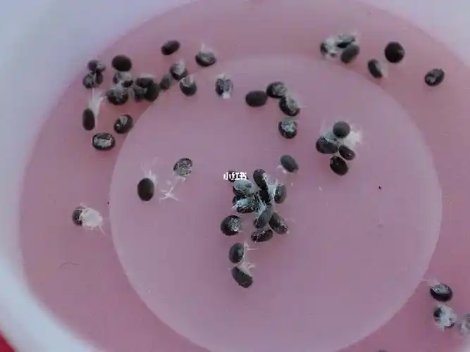 选了二十多个蚕卵接下来就静待小蚕出来了