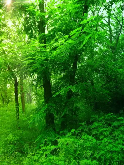 绿植森林景色 - 万般刹那 - 图虫