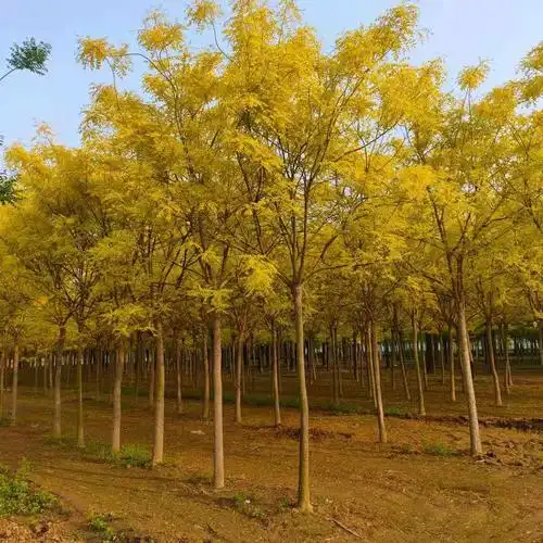 乌海矮杆黄金槐什么地方可以种植