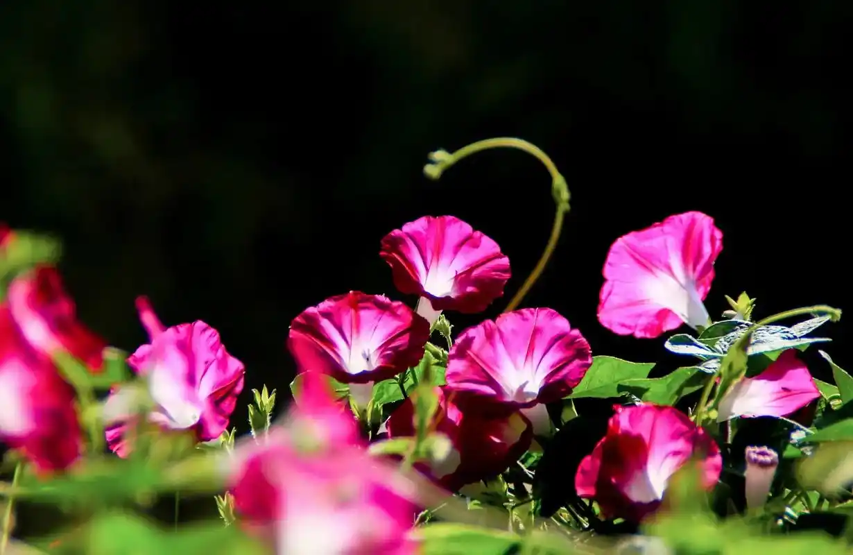 我拍牵牛花.#牵牛花#牵牛花摄影#摄影 花卉摄影 - 抖音