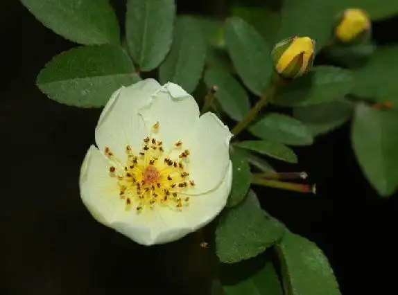 坚硬,小叶3-5,叶片椭圆状卵形或长圆披针形,花白色,单瓣,味