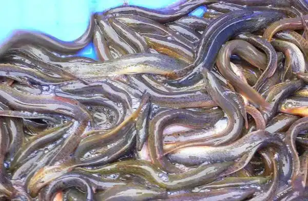 南平科技园红泥鳅苗