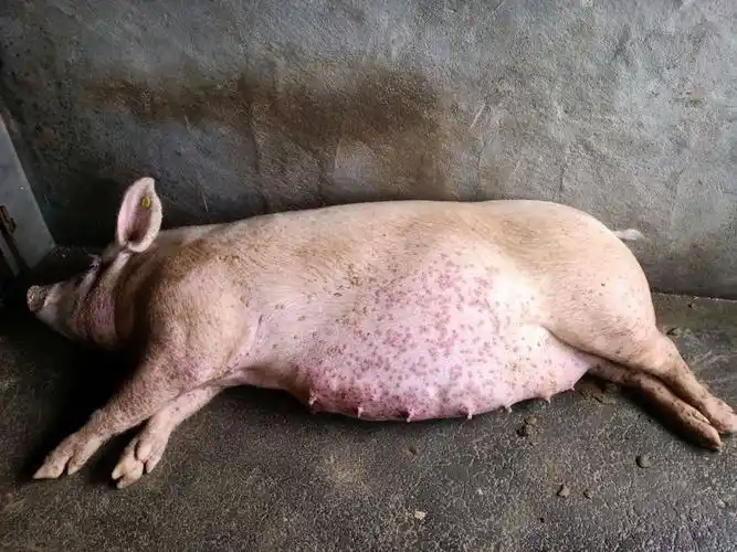 妊娠母猪:全身红点不吃料 - 猪病在线问答 _猪易论坛