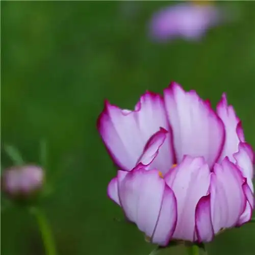 最美格桑花头像图片大全 适合做微信头像的格桑花图片_植物头像_头像