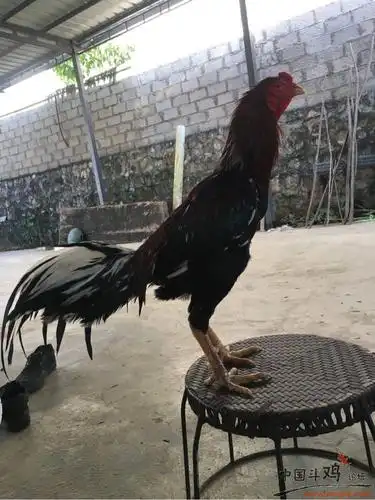 八怪- 泰国斗鸡 - 中国斗鸡论坛_斗鸡之家