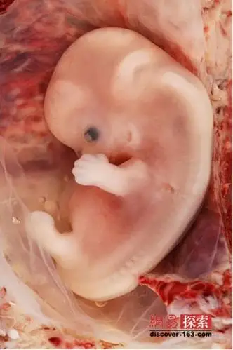 未来婴儿将由人造子宫和怀孕奶奶诞生