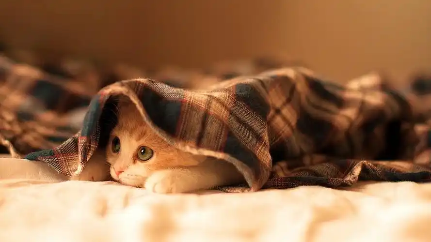 1920x1080安装元气桌面,海量壁纸一键设置作者:庆洲大叔元气壁纸>电脑