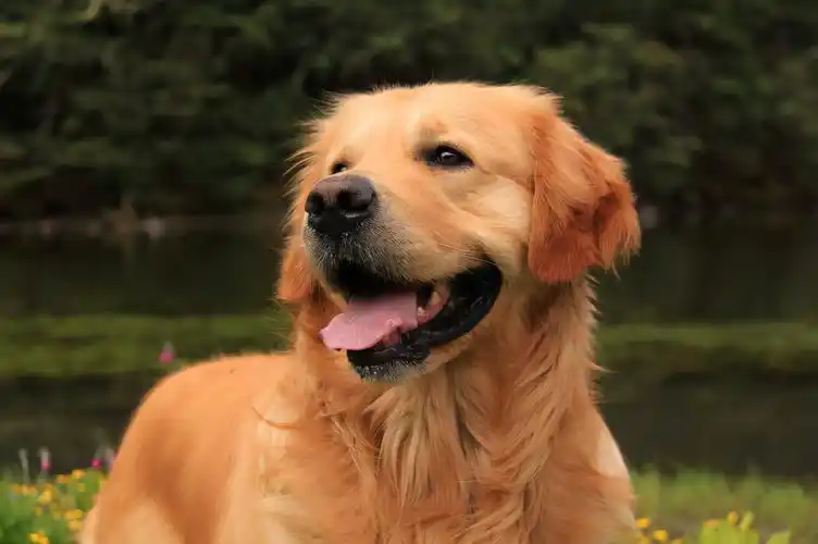 金毛狗狗多少钱一只(这辈子) - bat日报