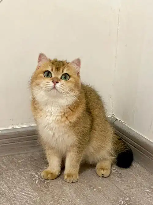 会有人喜欢25色的金渐层吗