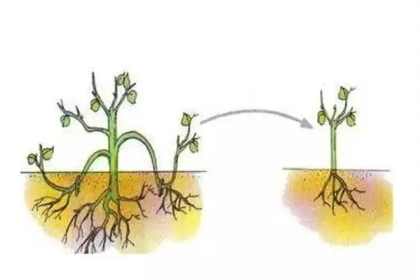四种压条繁殖方法,学会了1盆变n盆,操作简单,成活率高