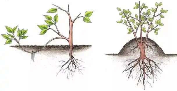 用压条的方法繁殖各类植物地面压条和空中压条都可轻松学会
