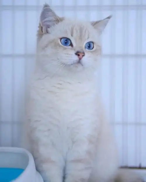 稀有品种山猫纹金点弟弟蓝眼睛6瞳