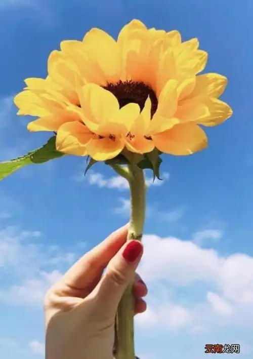 微笑向阳的暖心句子 关于微笑的唯美句子