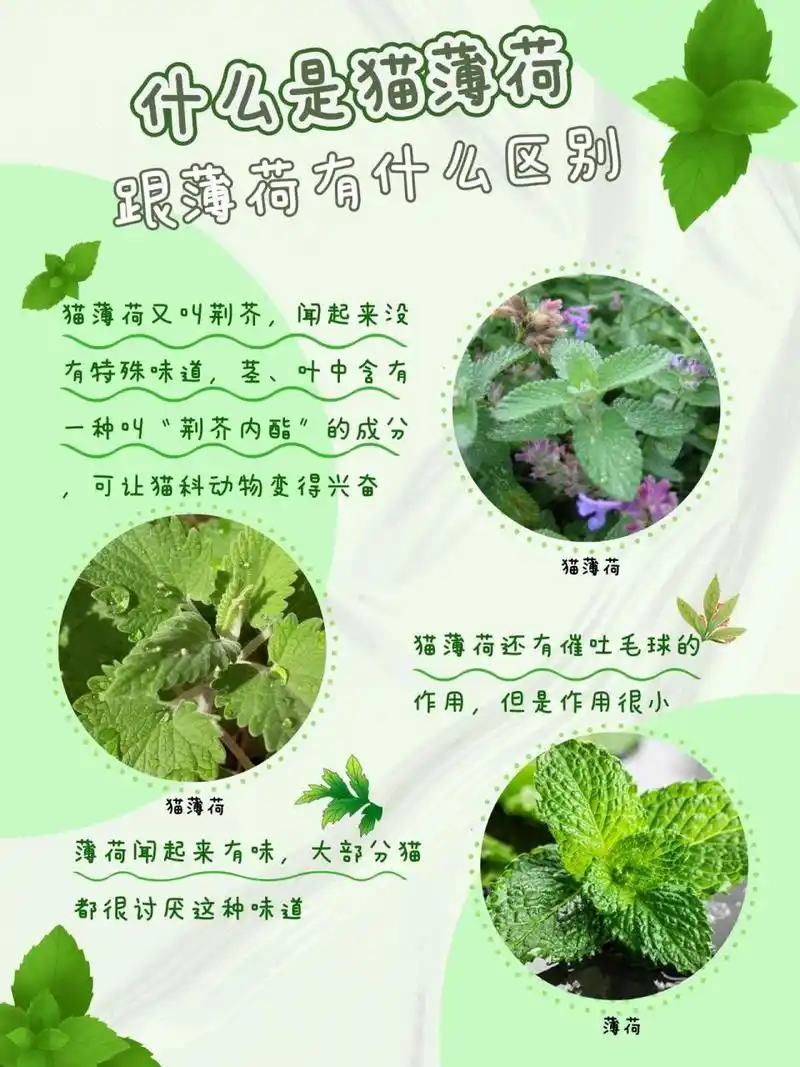 9797猫薄荷又叫荆芥,多年生草本,它的茎,叶中含有一种叫做"荆 芥