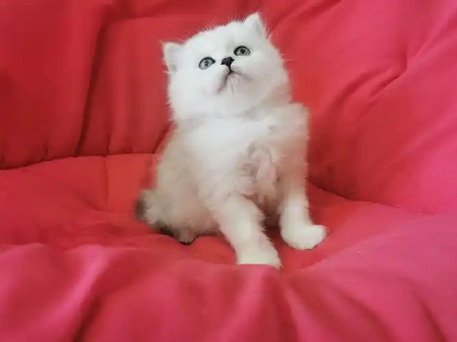 北京英长金吉拉弟弟找新家长