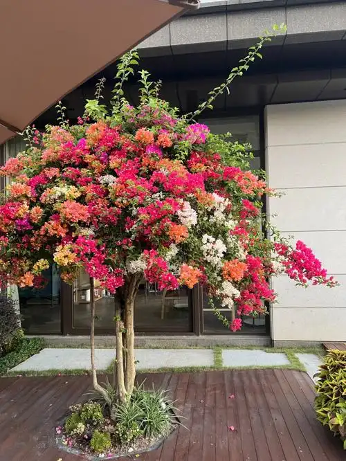 广东庭院植物|造型花灌木:勒杜鹃