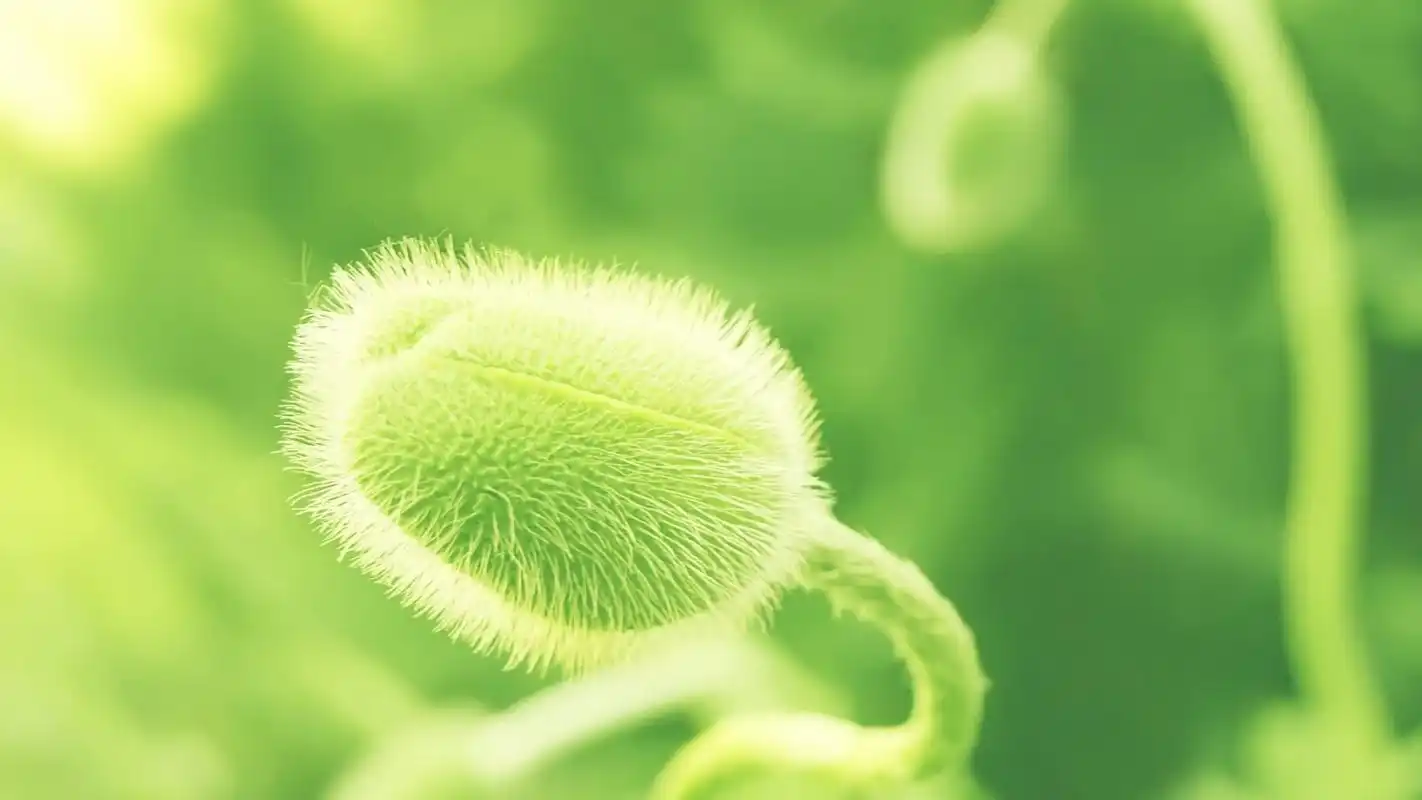 绿色清新护眼植物壁纸图片,是不是一直在找保护眼睛的壁纸呢.