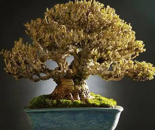 黄槿虽然花朵较大色彩明媚,但作为盆景是以雄浑苍健姿态取胜