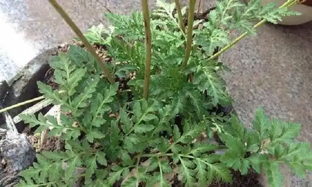 此草叫"蛇不见",是1草药,乡下常有可惜人们却不常用,很可惜