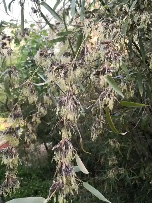 过去老人有一种说法,"竹树开花,必有大灾"!"竹生花其年必旱"!