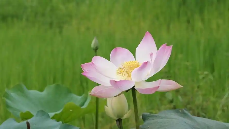 莲花写真 壁纸(二) #11 - 1920x1080