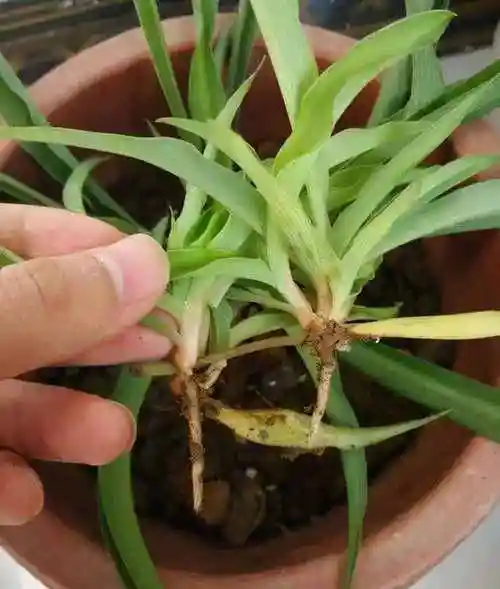 繁殖方式(蝴蝶兰怎么扦插)-好多多分享网