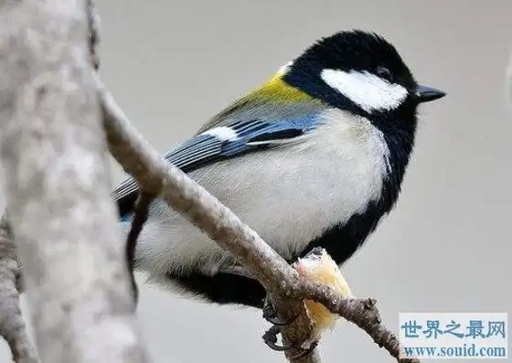 世界上最邪恶的动物也被称作僵尸鸟