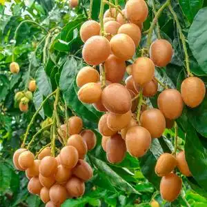 广东现摘水果郁南新鲜黄皮果无核鸡心冰糖黄弹子酸甜当季顺丰包邮