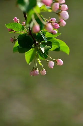 【 苹果 花摄影图片】生态摄影_太平洋电脑网摄影部落