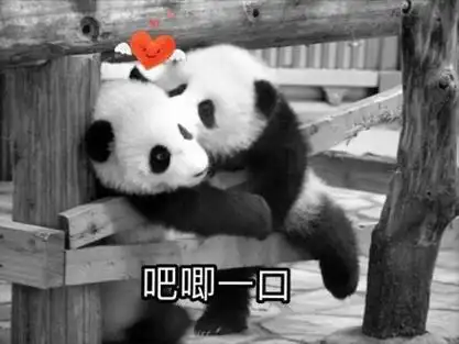 吧唧一口 - 国宝大熊猫滚滚表情包_熊猫_萌萌哒表情