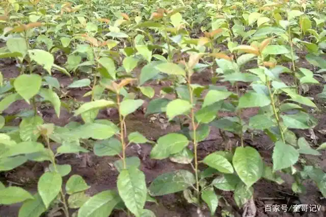 学了我这个方法终于打破了樱桃好吃树难栽,农民伯伯早知道早受益