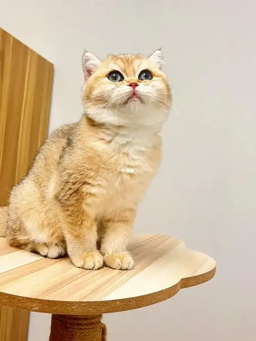 金渐层弟弟ny11找92