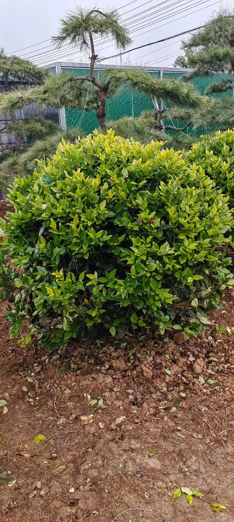 金森女贞球,大量现货.#现场实拍 #三农 #一花一草一世界 - 抖音