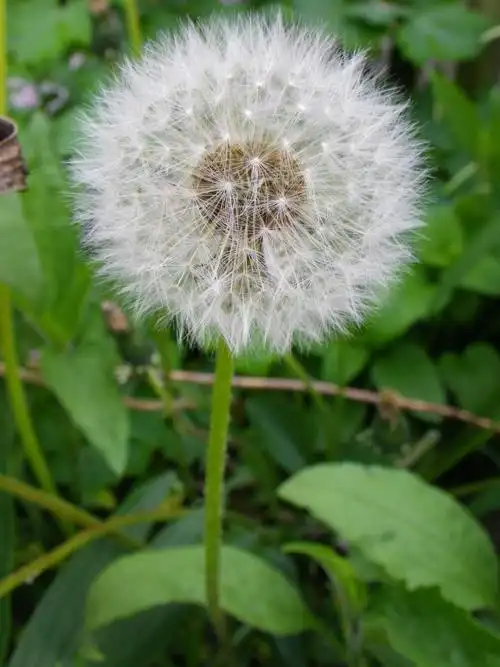 蒲公英,尖尖的花,高清图片-回车素材