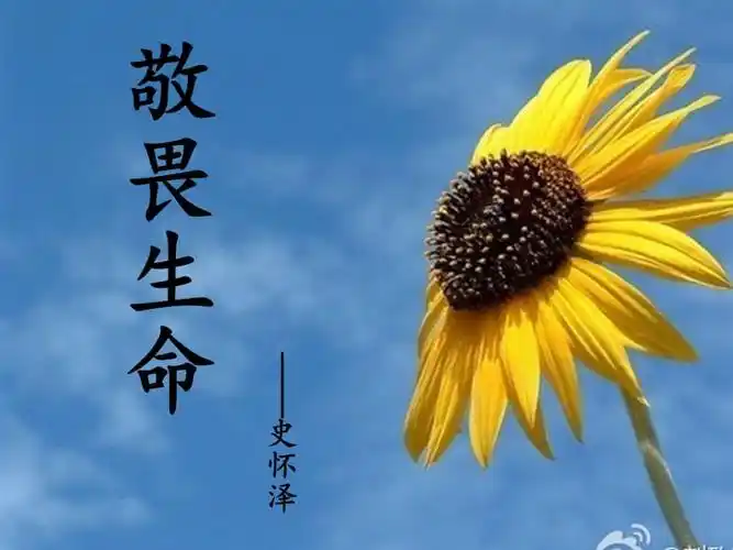 敬畏生命阿尔贝特史怀泽ppt